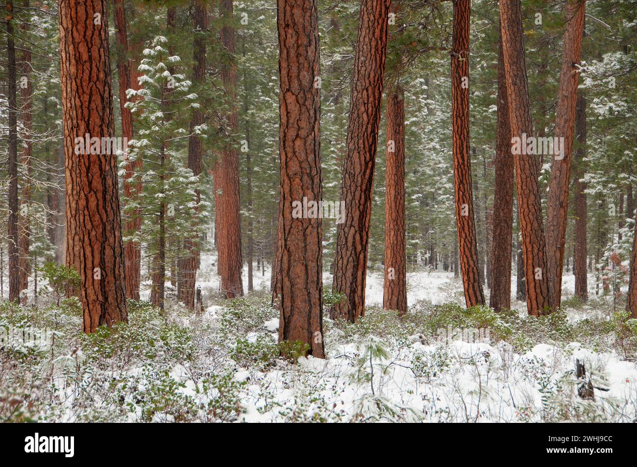 Ponderosa Pine vicino al fiume Metolius, Deschutes National Forest, Oregon Foto Stock