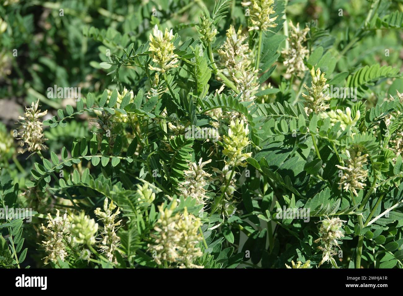 Astragalus gummifer, gum tragacanth Foto Stock