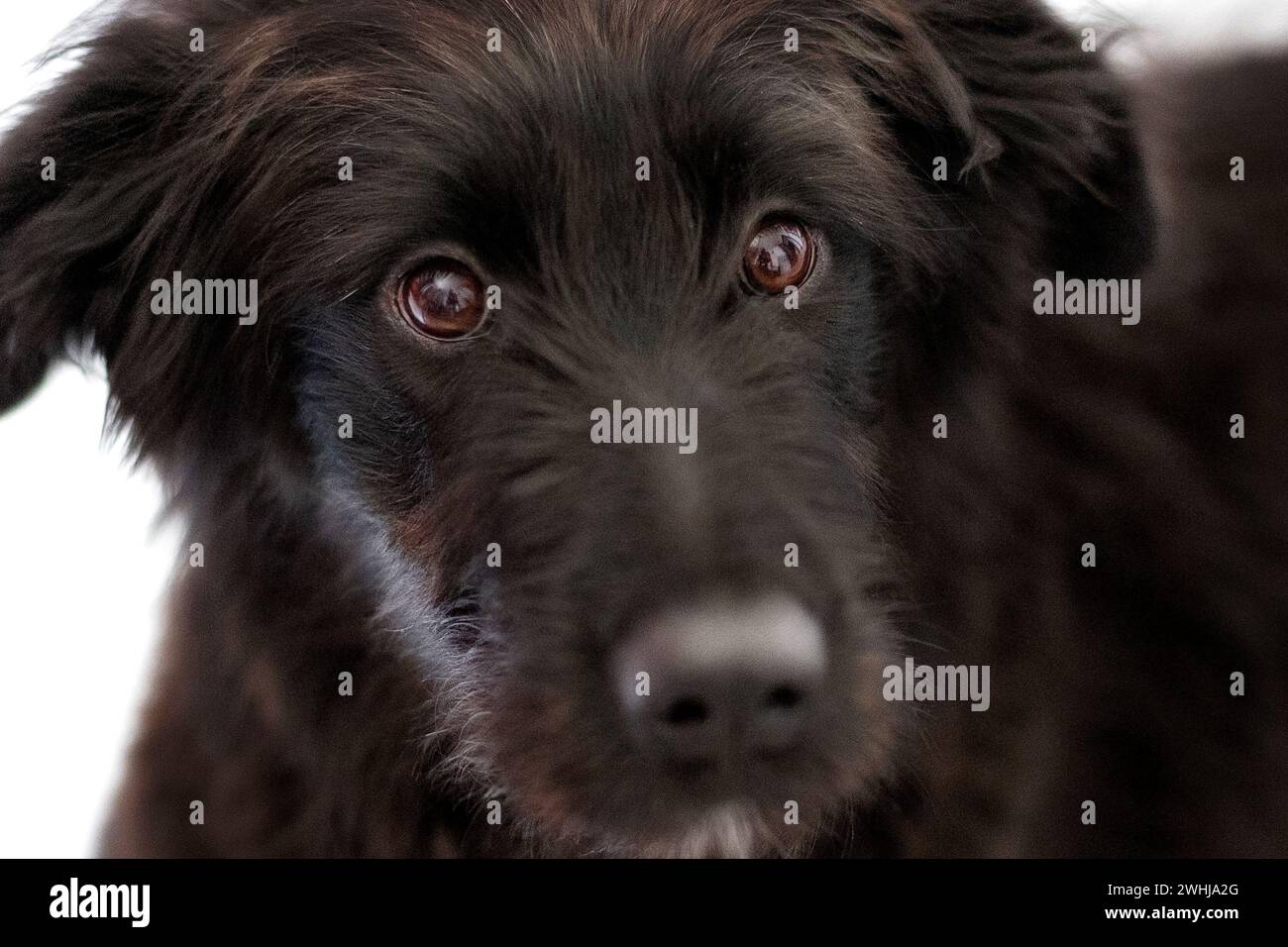 Cucciolo di cane nero incrociato, primo piano ritratto Foto Stock