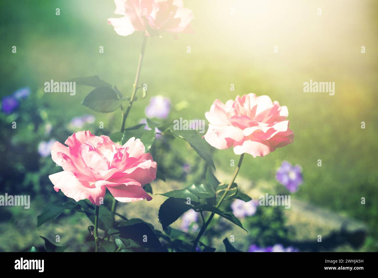 Sfondo estivo con rose in fiore Foto Stock