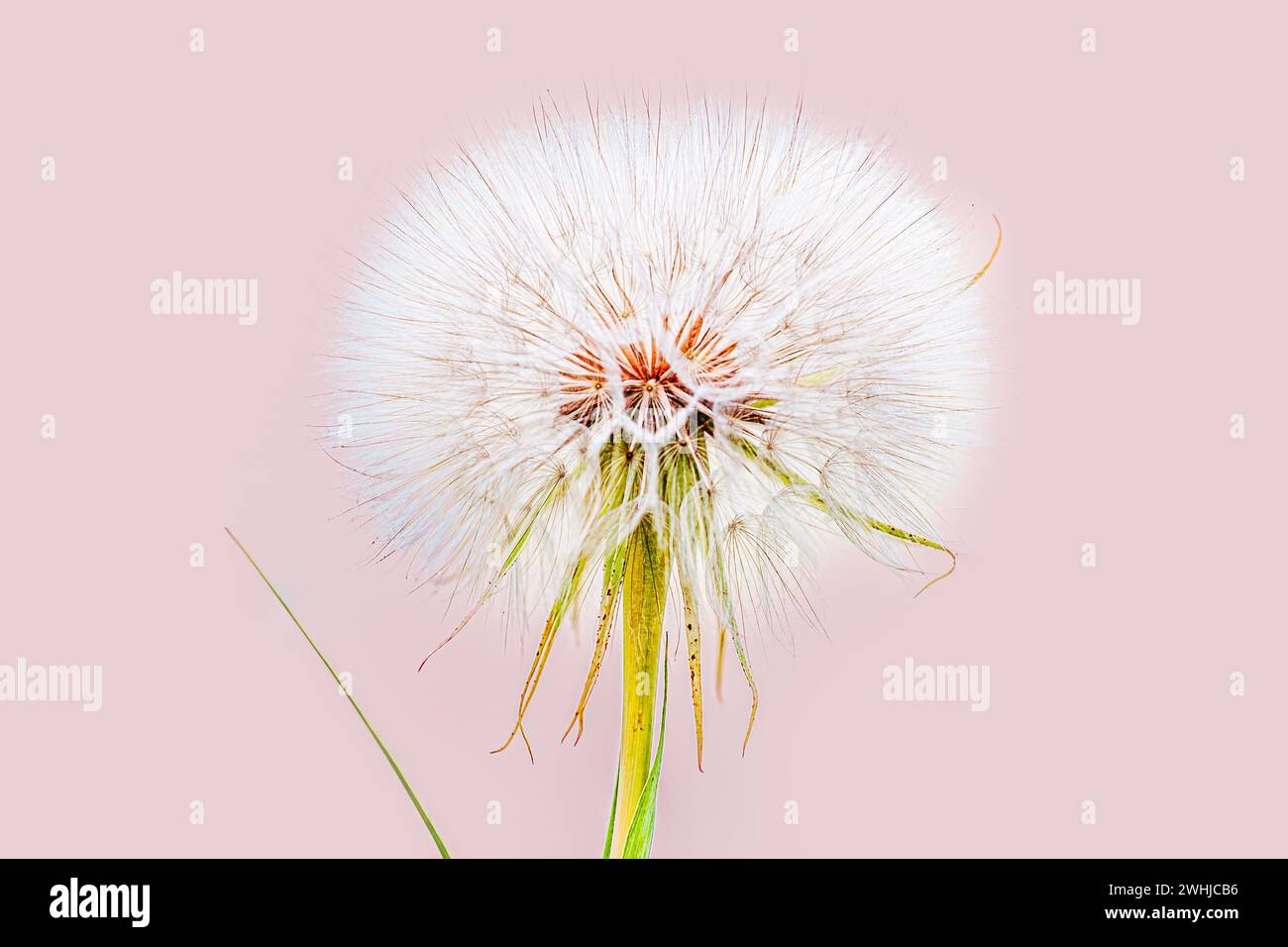 Salsify giallo prato, ostriche vegetali, fiore di barba di capra isolato su sfondo rosa. Foto Stock