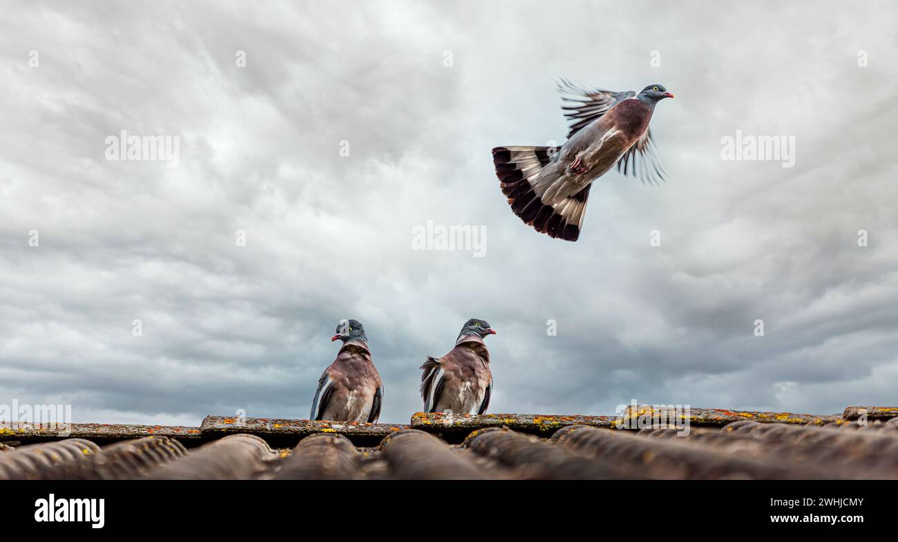 Volare sopra il cielo. pigeon vola dal tetto. Il piccione Three Bird Homing gode della vista Foto Stock