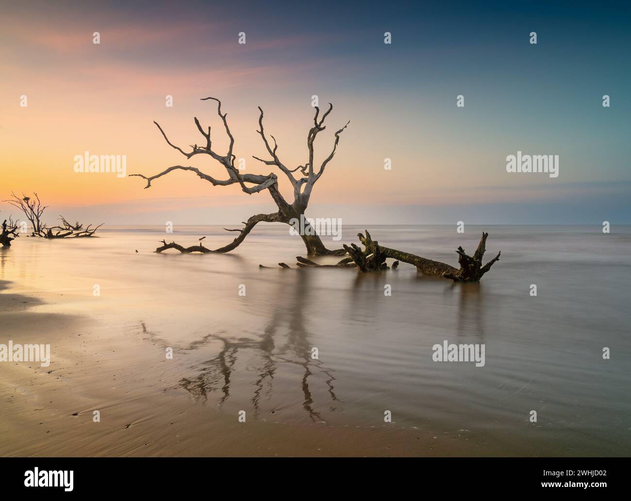 Paesaggio marino meditativo con albero morto e palude al sorgere del sole Foto Stock