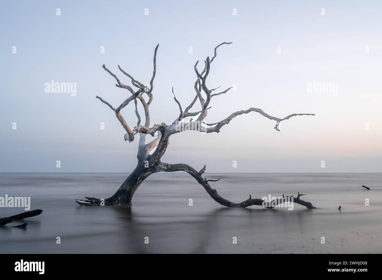 Paesaggio marino meditativo con albero morto e palude al sorgere del sole Foto Stock