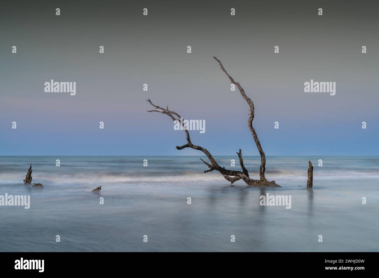 Paesaggio marino meditativo con albero morto e palude al sorgere del sole Foto Stock