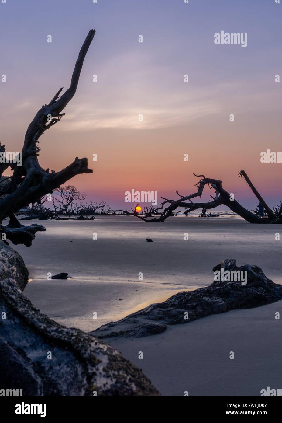 Alba con sole basso all'orizzonte su una spiaggia con alberi morti e alberi da mare Foto Stock