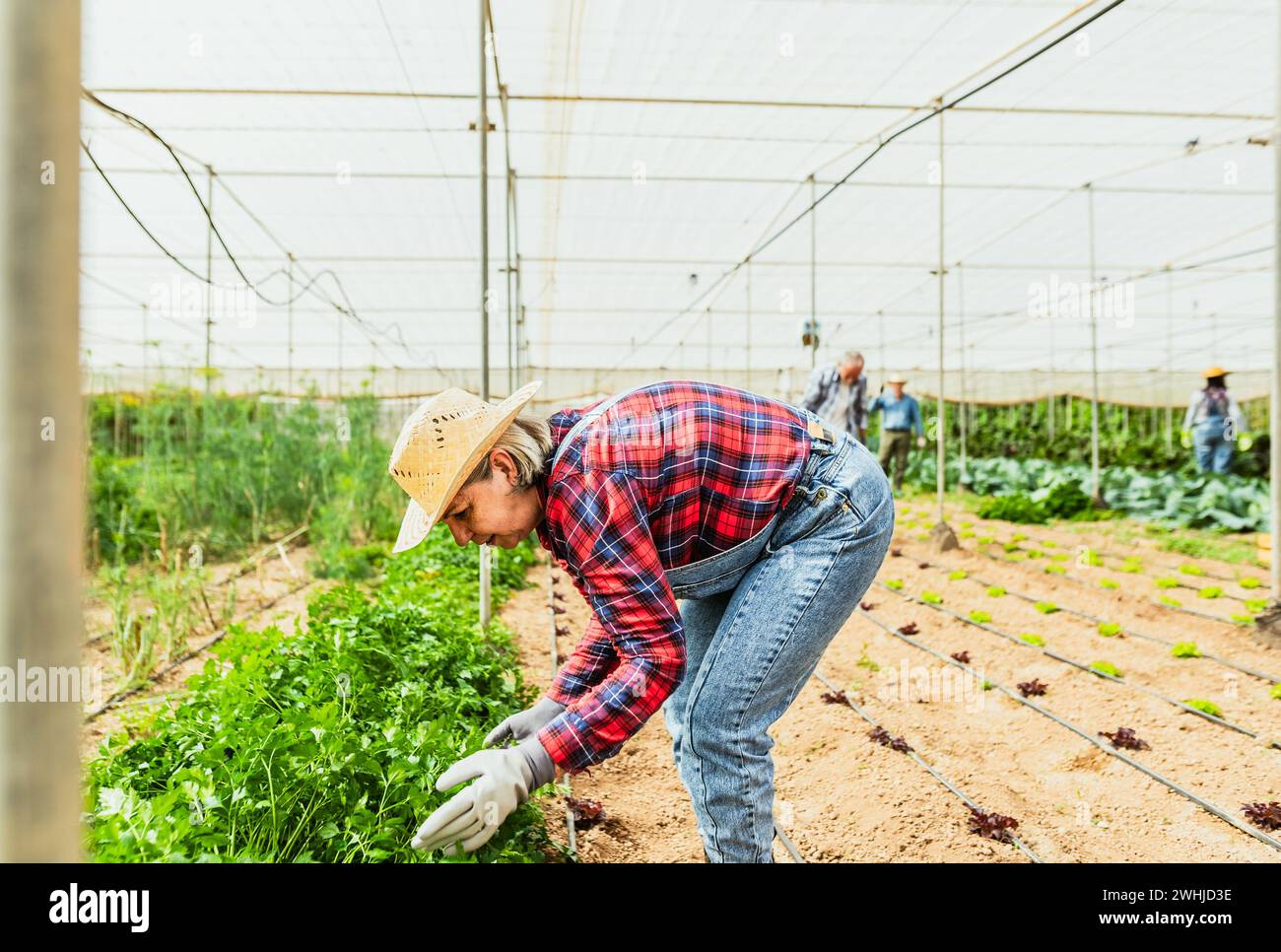 Felice agricoltore anziano che lavora all'interno di serra agricola - concetto di stile di vita di gente di fattoria Foto Stock