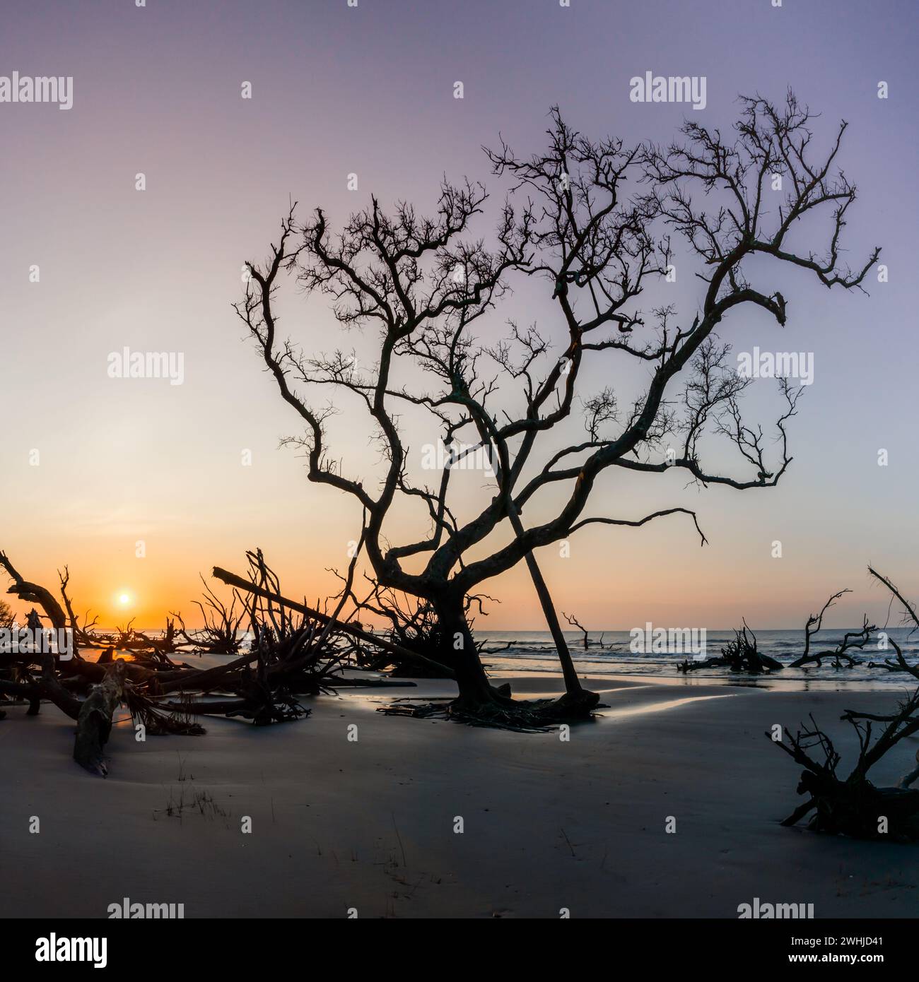 Alba con sole basso all'orizzonte su una spiaggia con alberi morti e alberi da mare Foto Stock