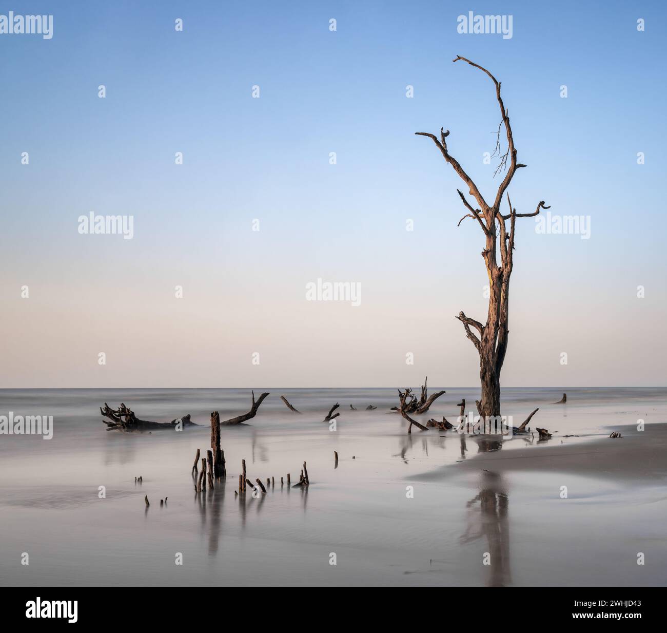 Paesaggio marino meditativo con albero morto e palude al sorgere del sole Foto Stock