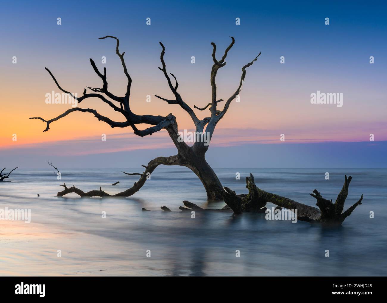 Paesaggio marino meditativo con albero morto e palude al sorgere del sole Foto Stock