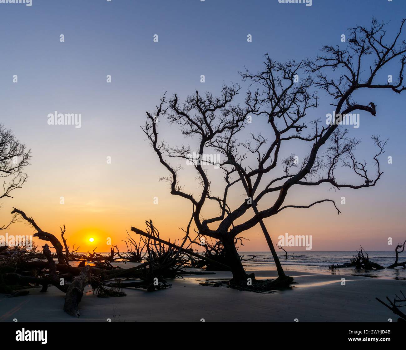 Alba con sole basso all'orizzonte su una spiaggia con alberi morti e alberi da mare Foto Stock