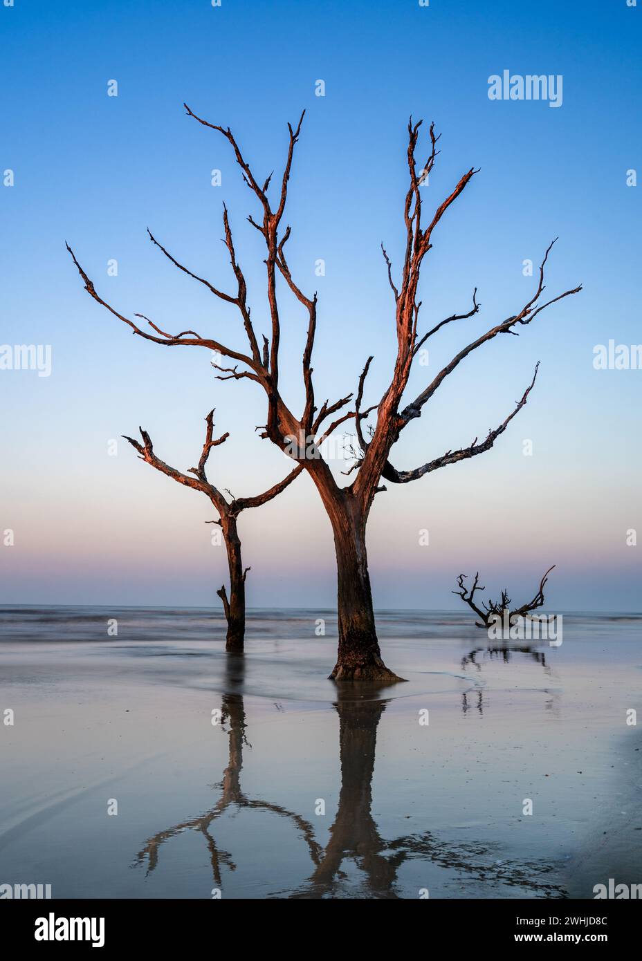 Paesaggio marino meditativo con albero morto e palude al sorgere del sole Foto Stock