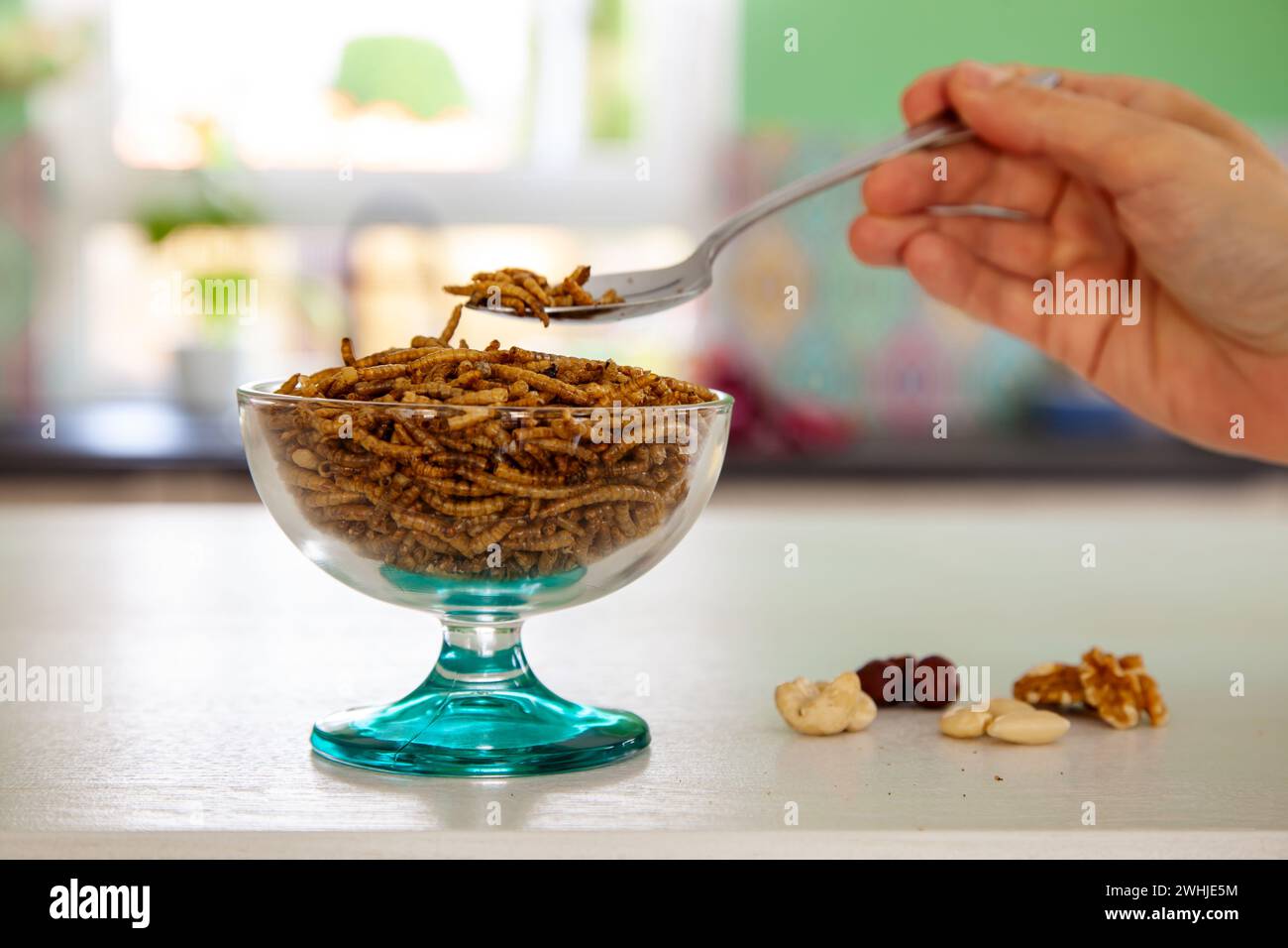 Mano donna e insetti snack su un cucchiaio. Larve di verme come cibo e variante di noci. Vermi da mantello Foto Stock