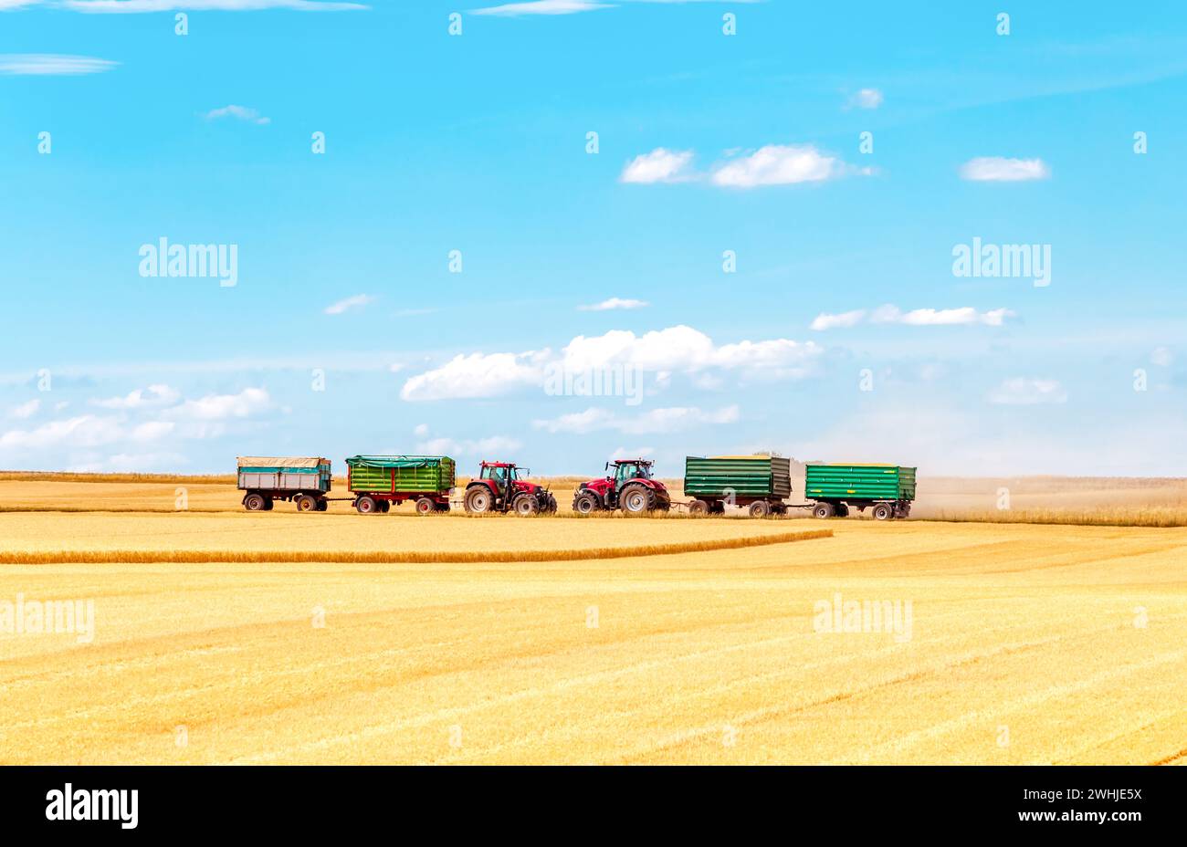 Trattore con rimorchi su Horizon che lavora in un campo di grano. Raccolta del grano. Agricoltura. Foto Stock