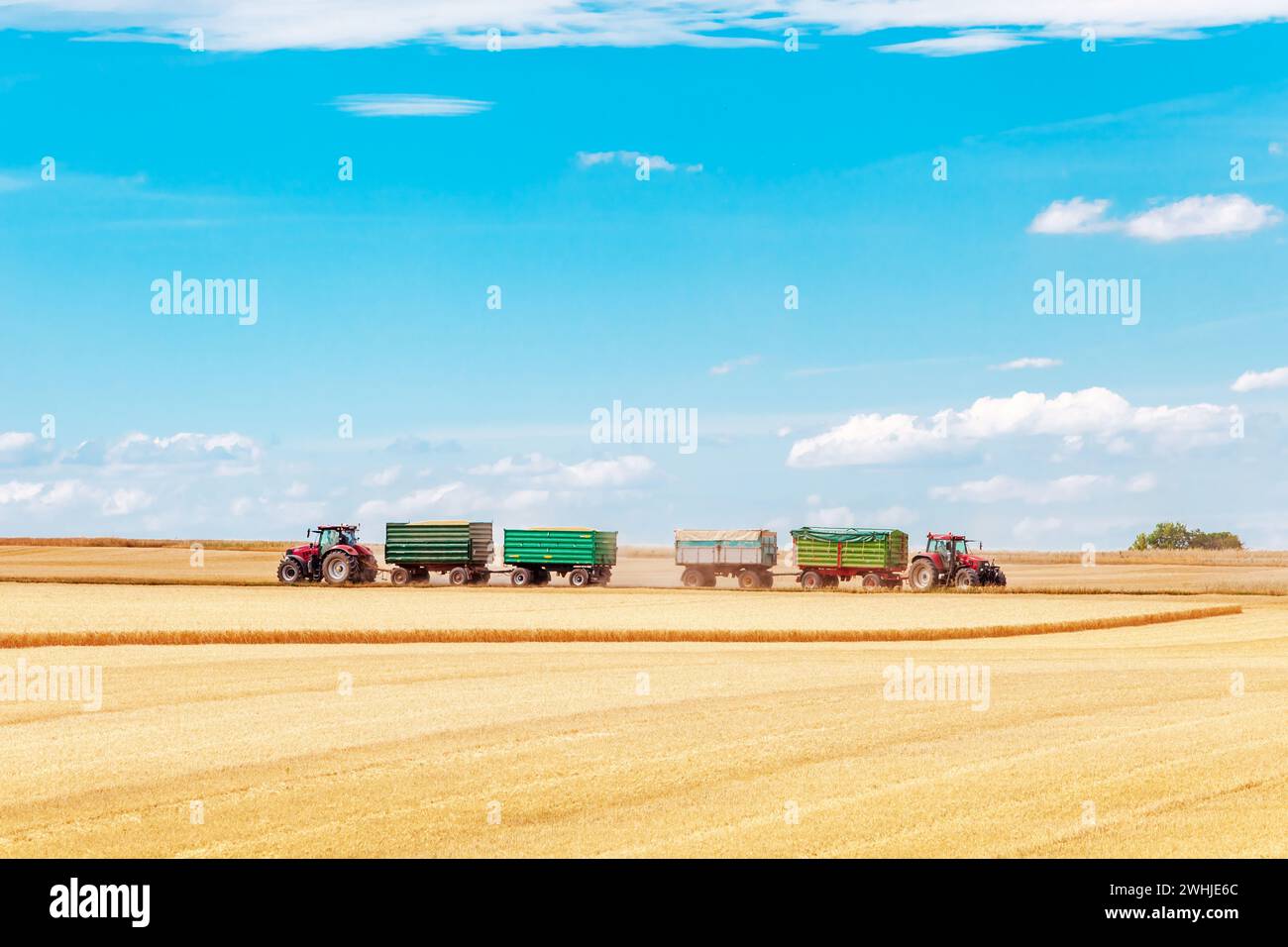 Trattore con rimorchi su Horizon che lavora in un campo di grano. Raccolta del grano. Agricoltura. Foto Stock