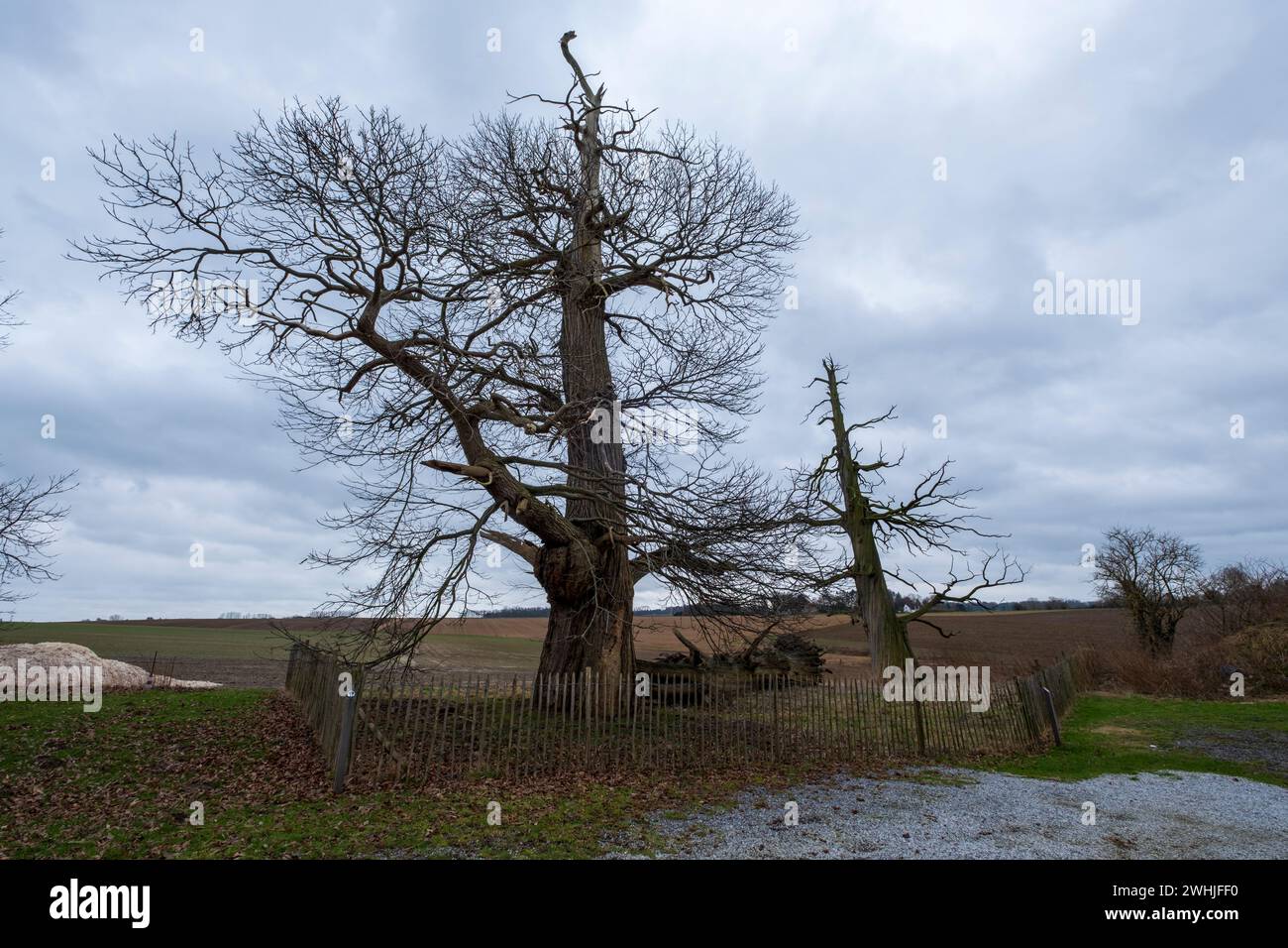 Castagni ancora con le cicatrici della battaglia di Waterloo fuori Hougoumont Farm Foto Stock