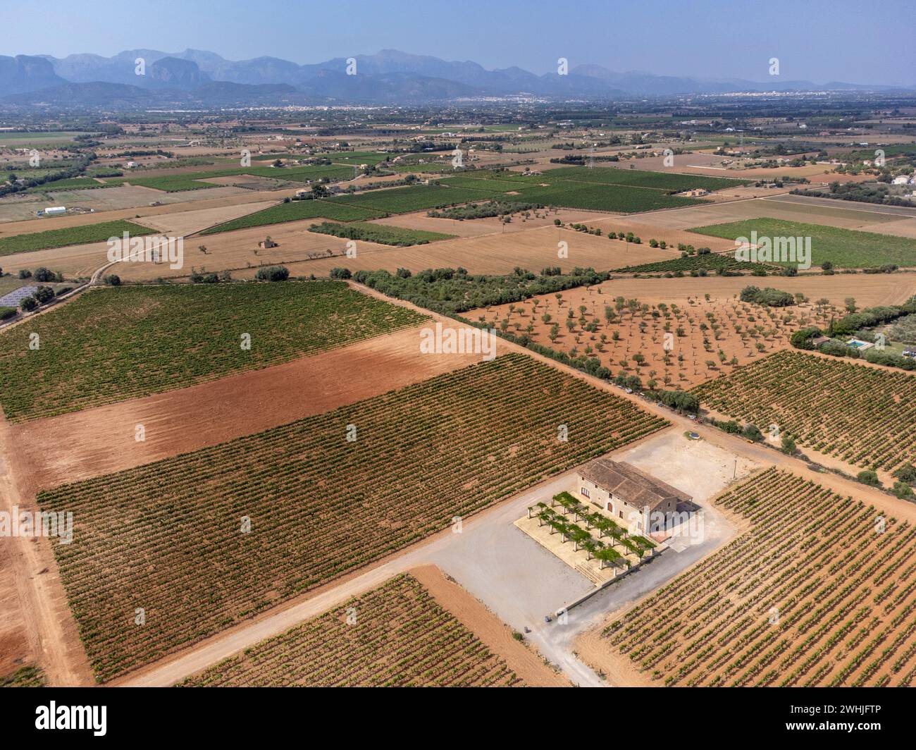 Vigneti Son Llompart di Macia Batle Foto Stock