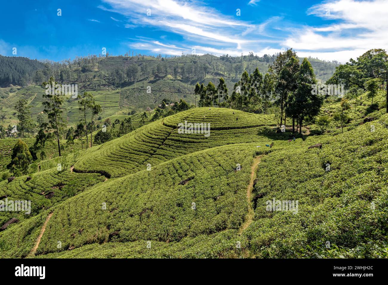 Piantagione di tè nelle montagne dello Sri Lanka Foto Stock