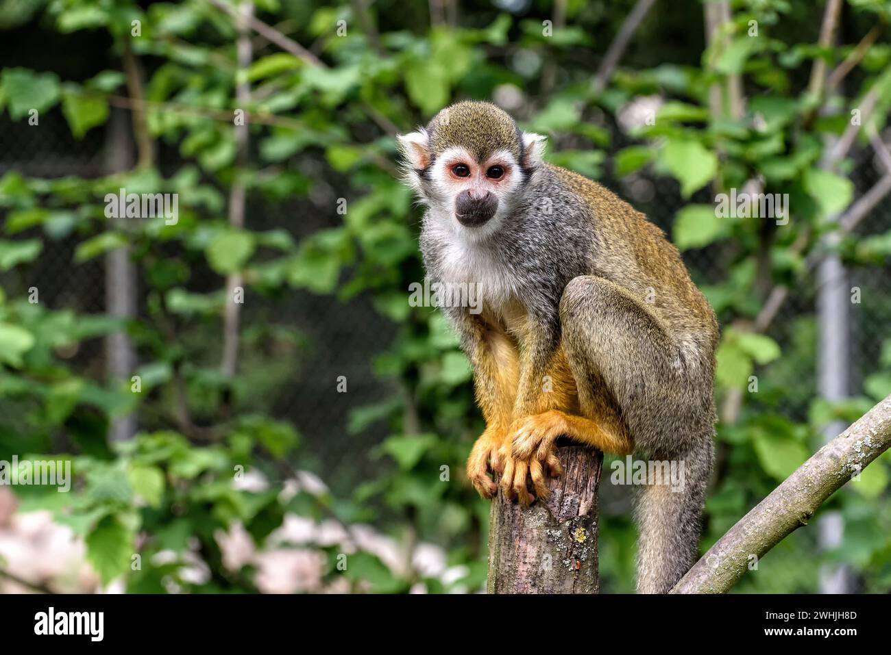 Scoiattolo scimmia in Sud america Foto Stock