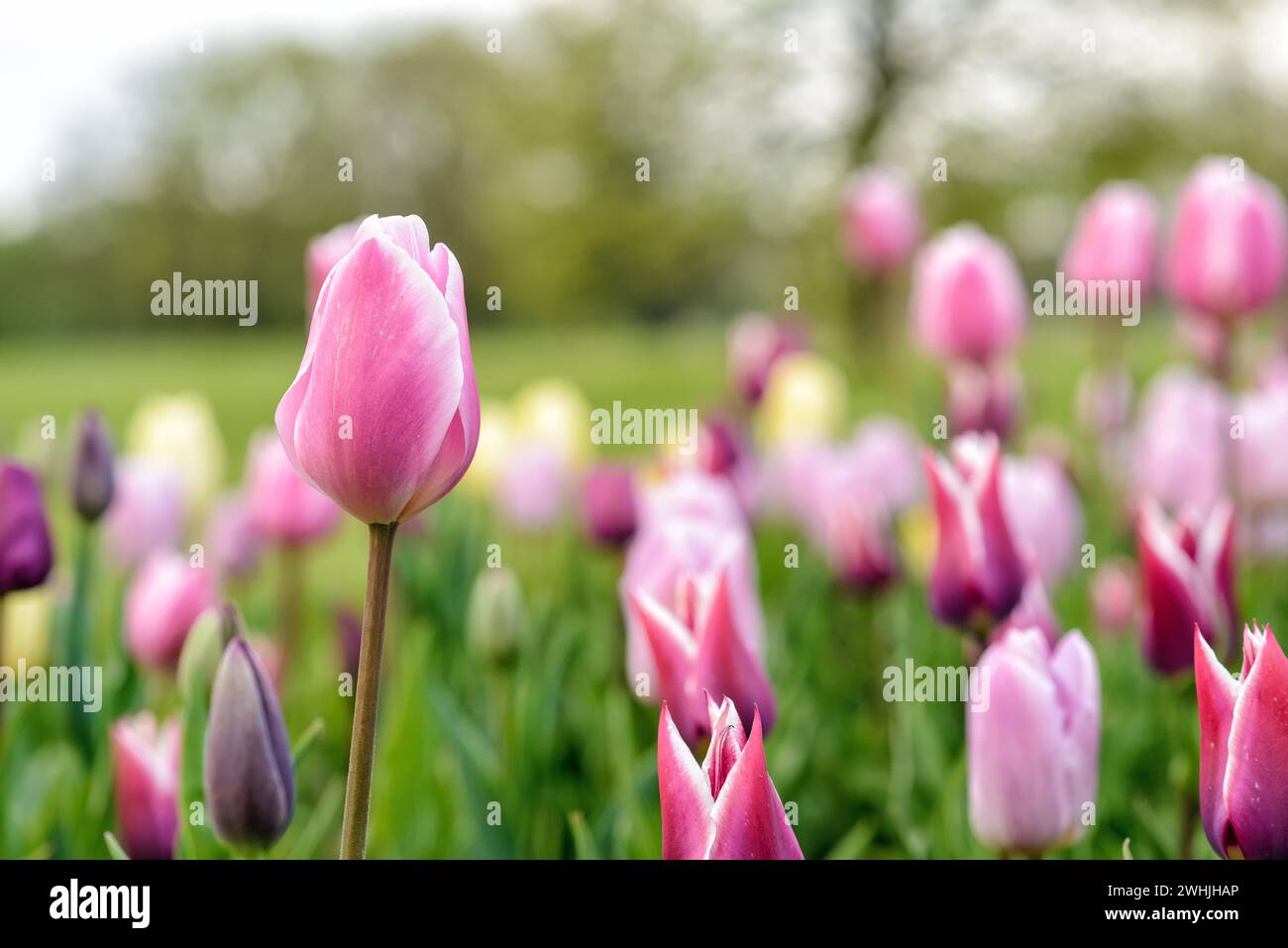 Tulipano in piena fioritura in primavera Foto Stock