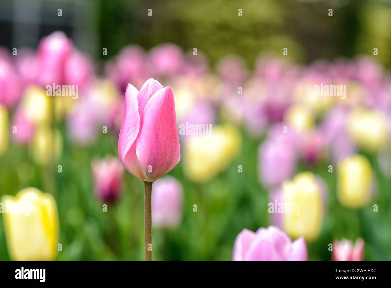 Tulipano in piena fioritura in primavera Foto Stock
