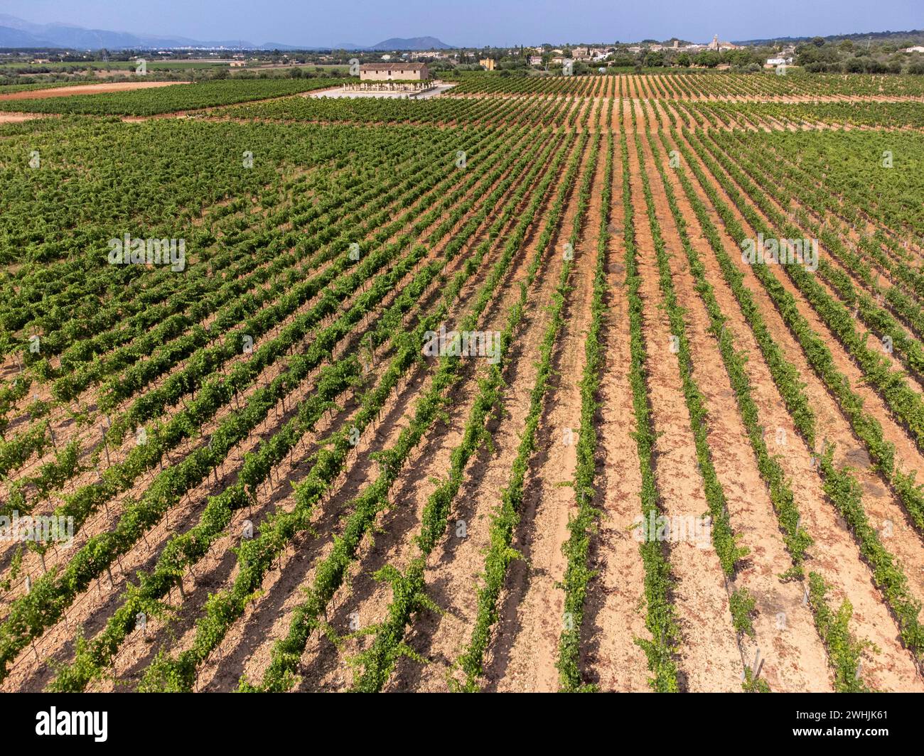 Vigneti Son Llompart di Macia Batle Foto Stock