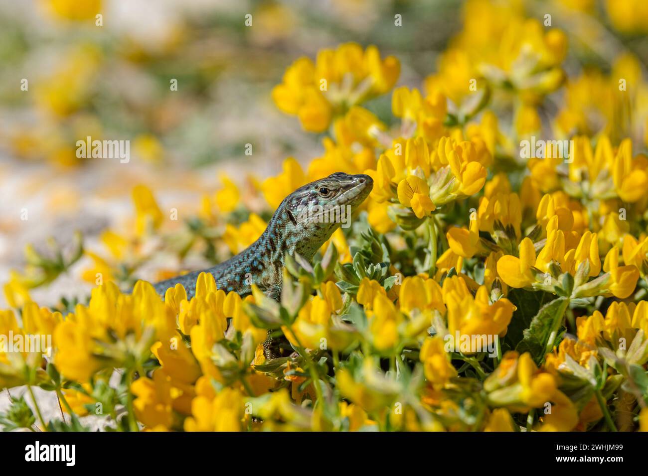 Podarcis hispanicus Foto Stock