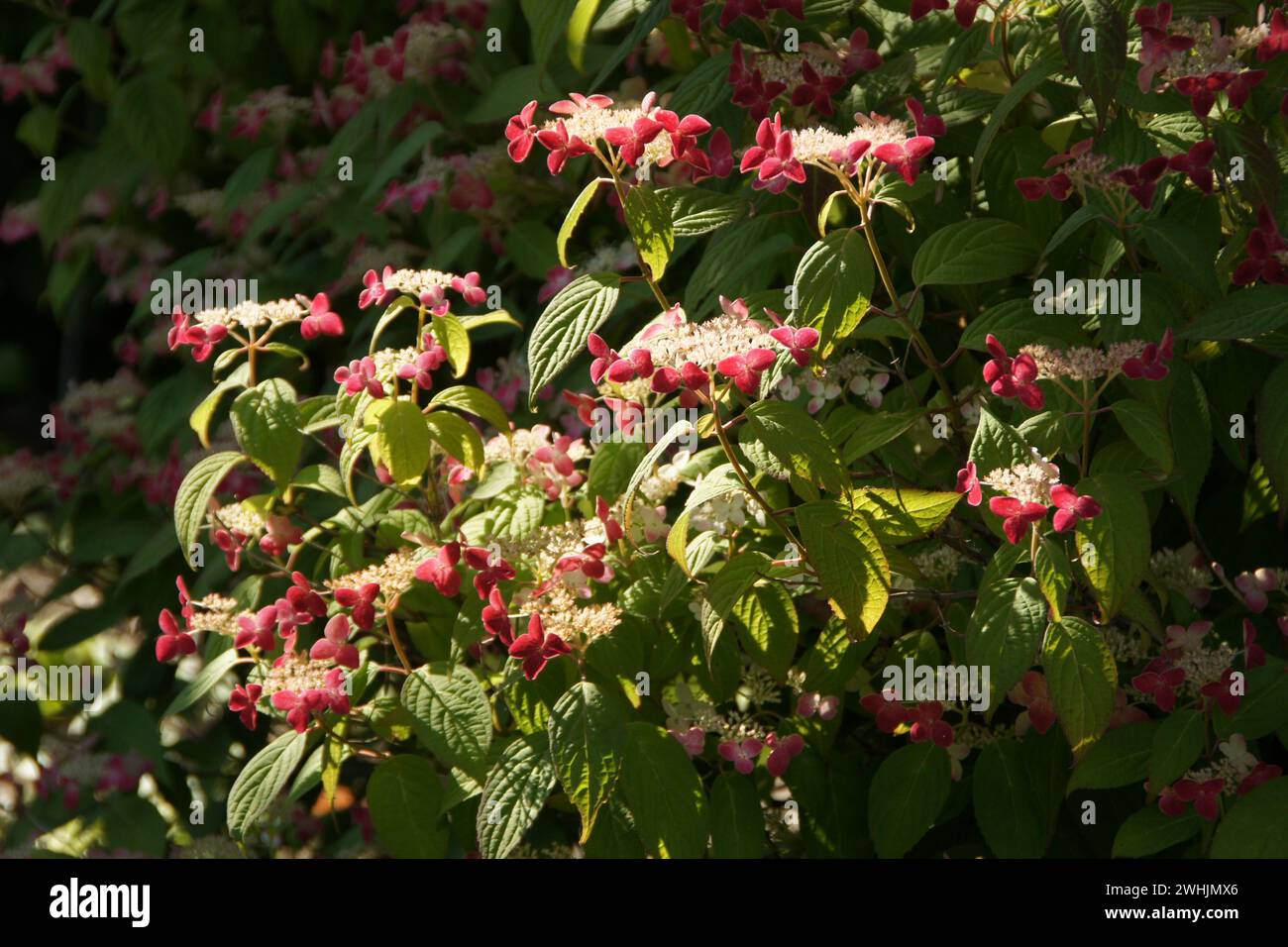 Hydrangea macrophylla ssp. Serrata Kurenai, hortensia Foto Stock