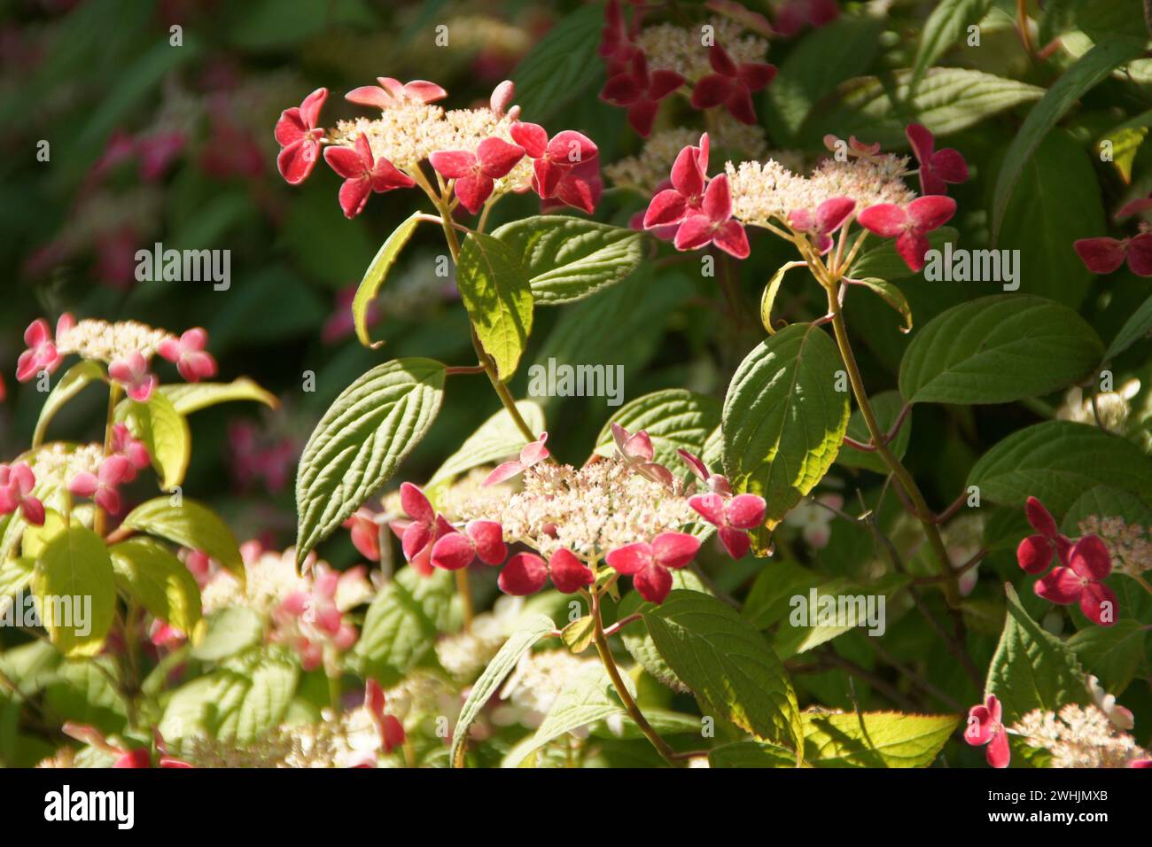 Hydrangea macrophylla ssp. Serrata Kurenai, hortensia Foto Stock