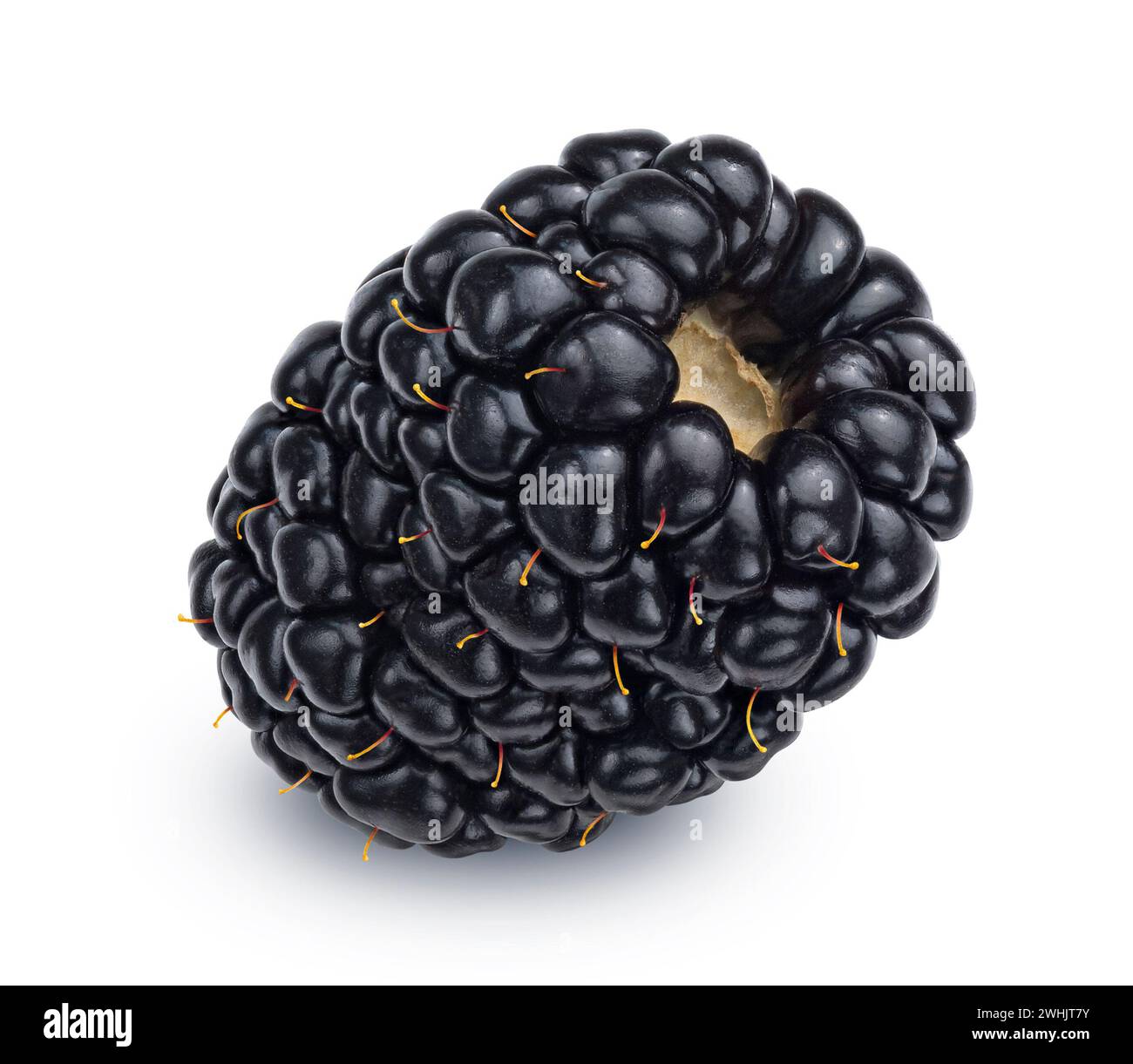 Un blackberry isolati su sfondo bianco Foto Stock