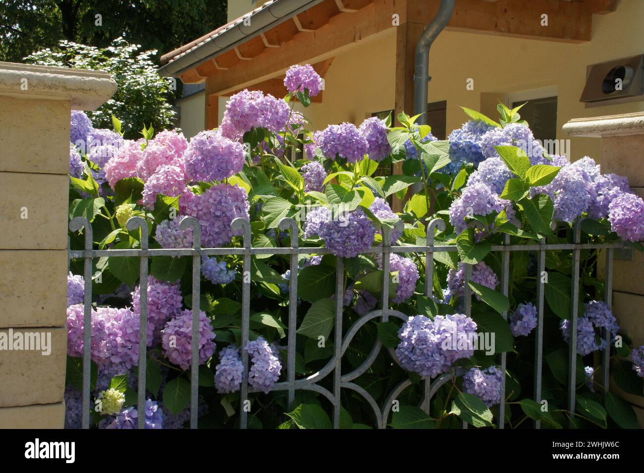 Hydrangea macrophylla, hortensia Foto Stock