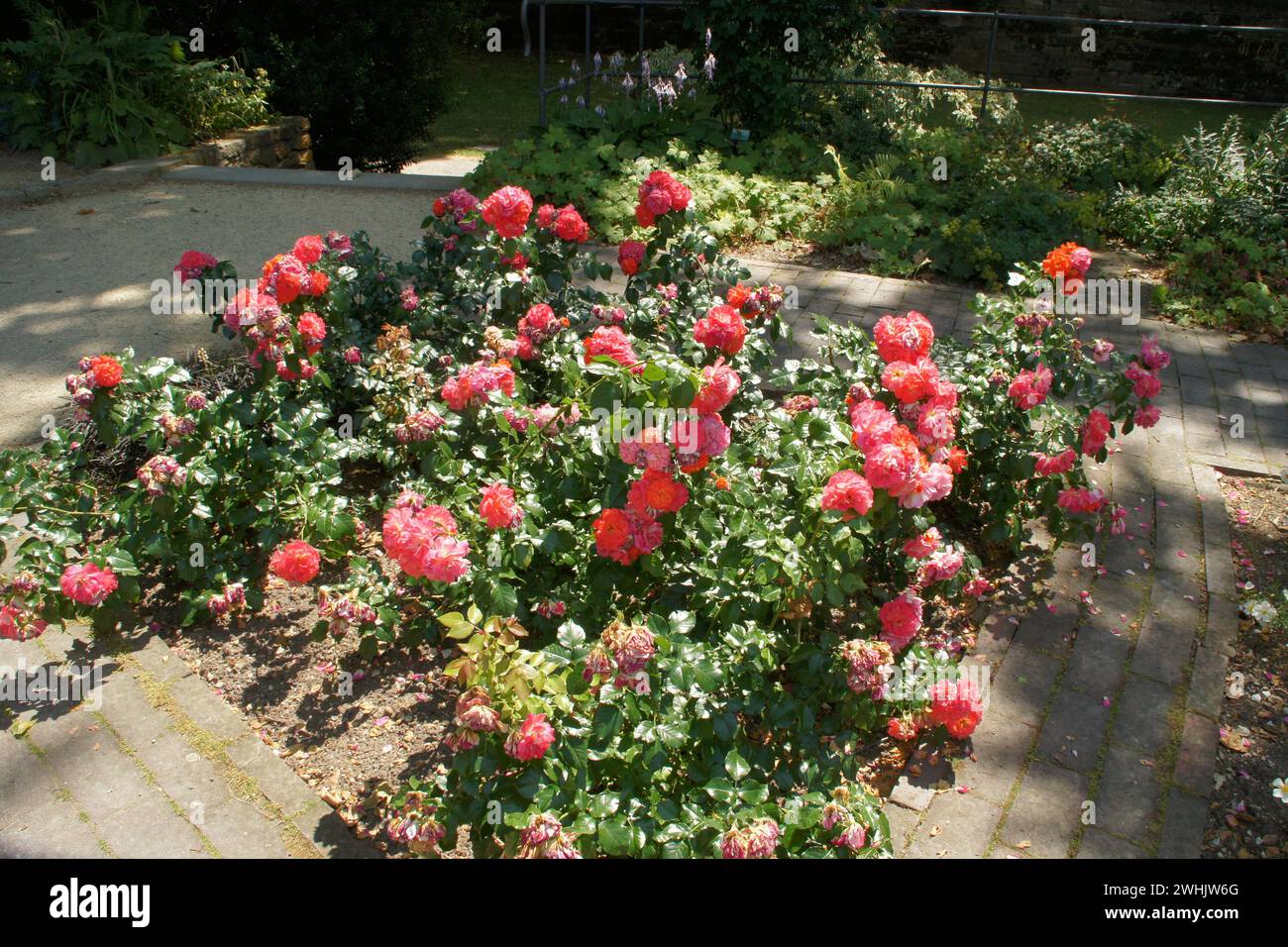 Rosa Gebrueder Grimm, Hybridrose Foto Stock