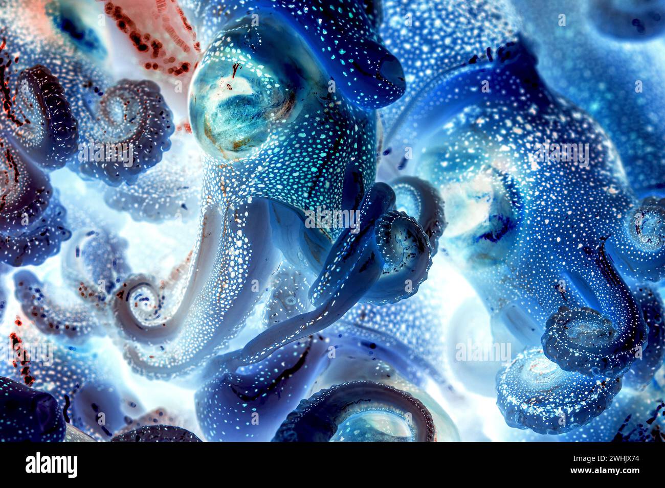 Raggi X di calamari interi freschi e crudi, calamari, polpi. Creative Art abstract of Cuttlefish Seafood. Foto Stock