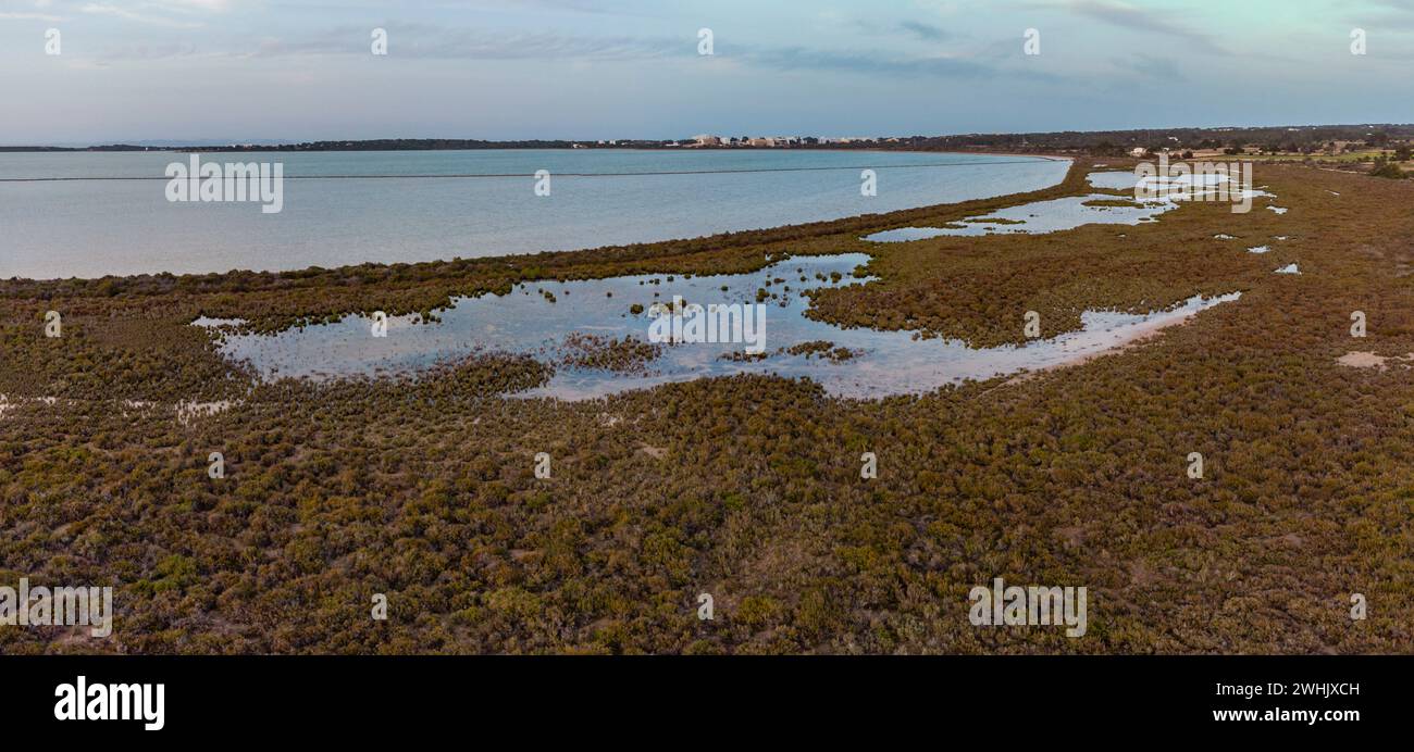 Piante halofile Foto Stock