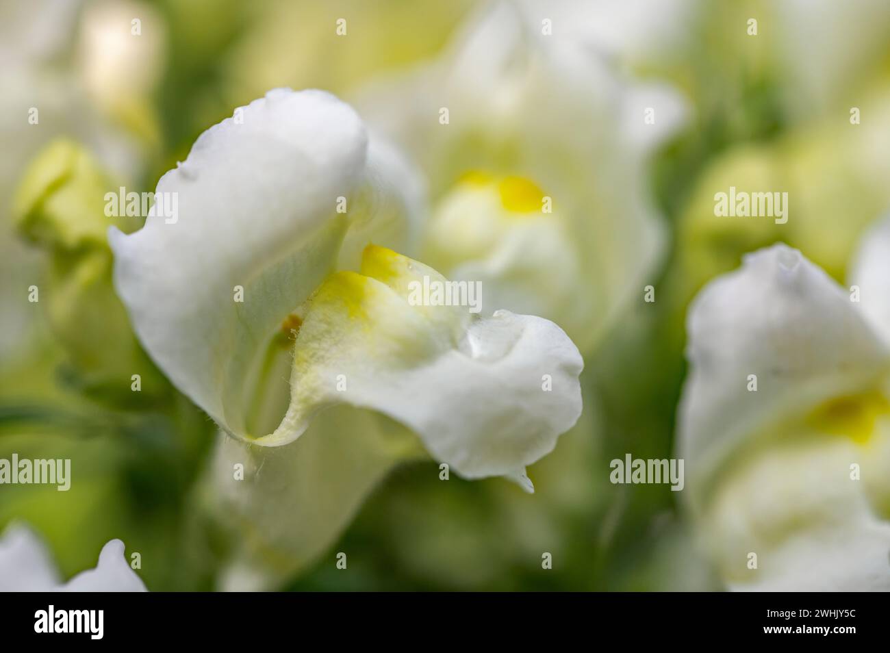 snapdragon giardino Foto Stock
