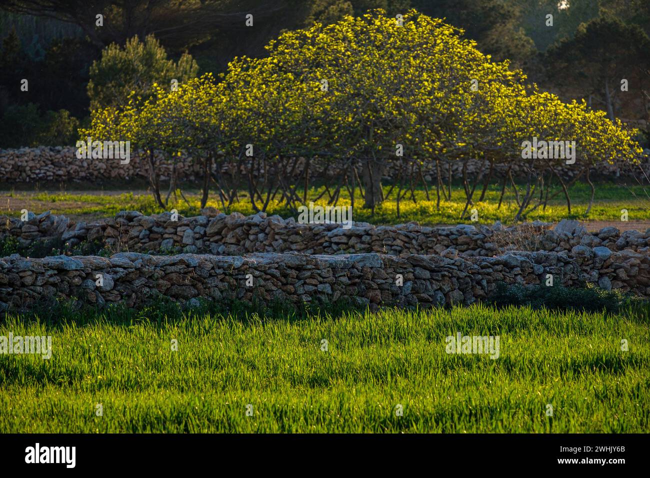 Fig. Ad albero retroilluminata Foto Stock