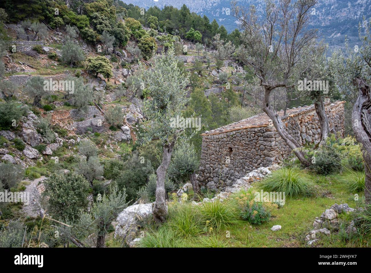 Oliveti di Fornalutx Foto Stock