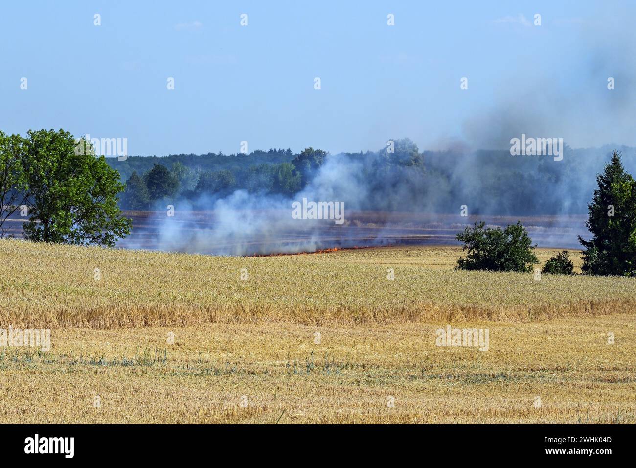 Incendi, fiamme e fumo sul campo di grano agricolo in fiamme dopo un periodo di calore, distruzione del raccolto e pericolo per il surrou Foto Stock