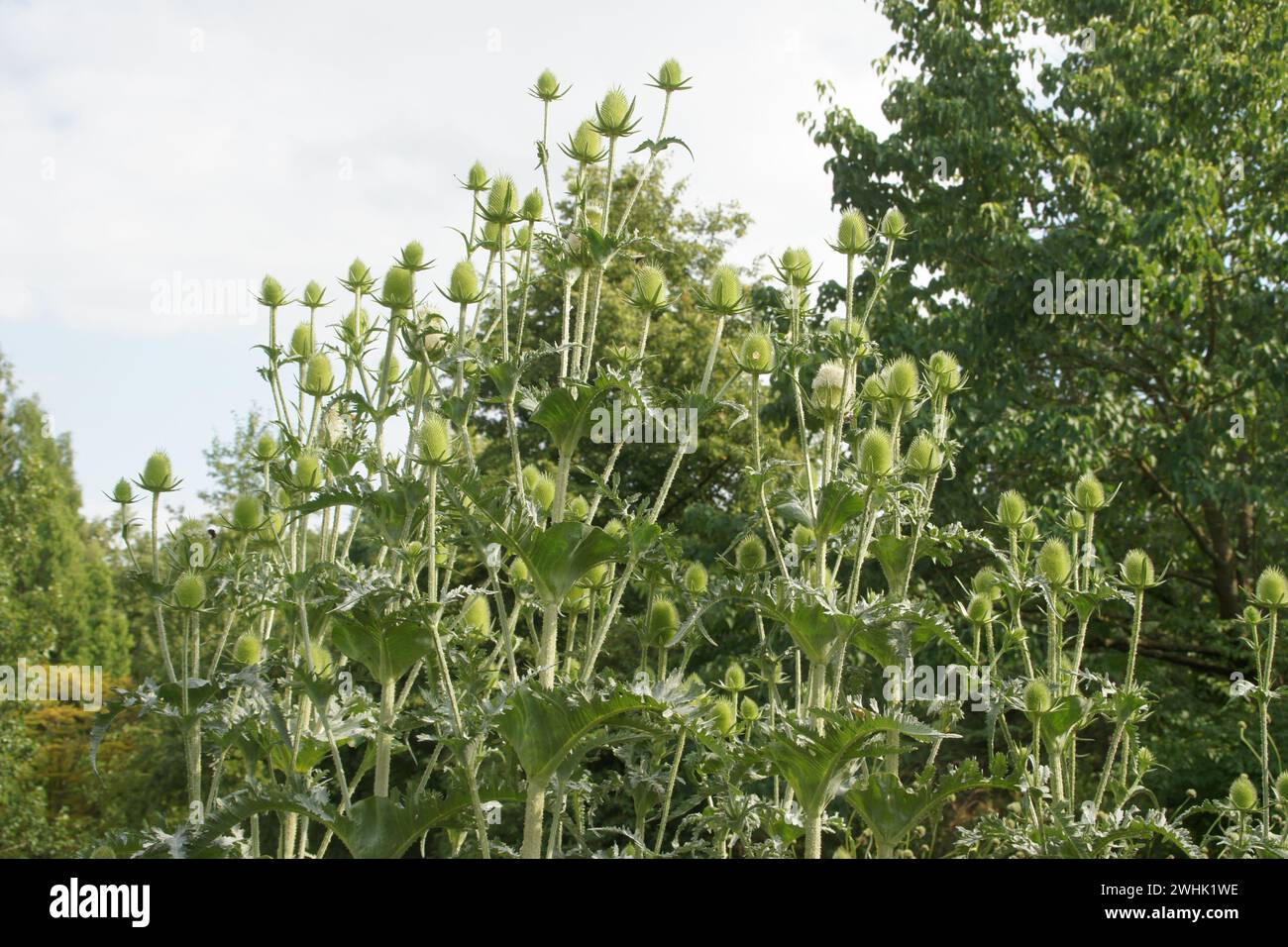 Dipsacus laciniatus, teiera tagliata Foto Stock
