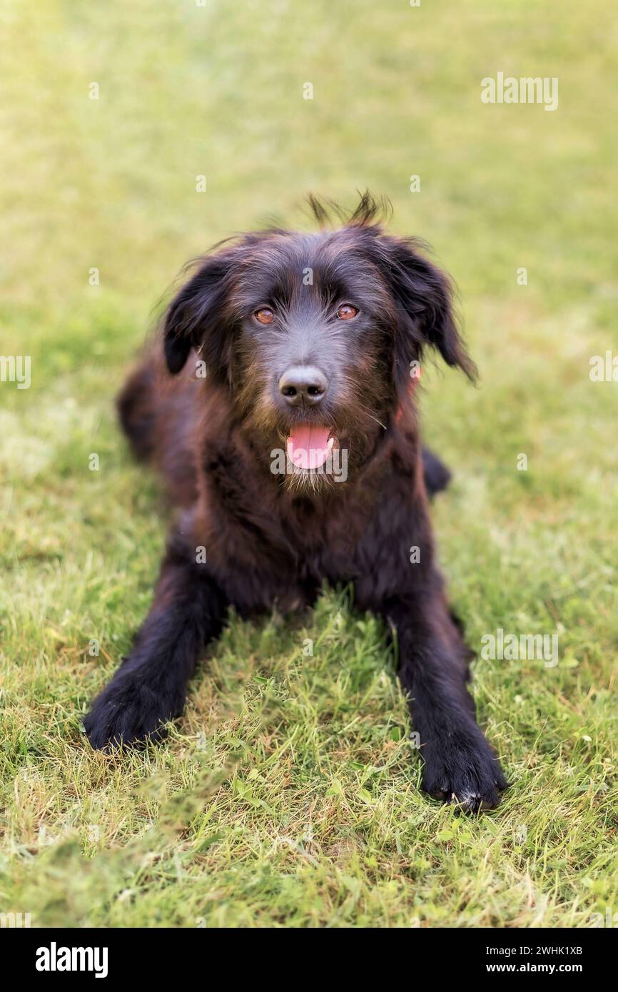 Cucciolo di cane nero seduto sull'erba Foto Stock