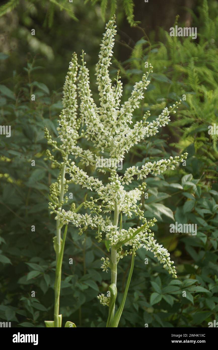 Veratrum californicum, California giglio di mais Foto Stock