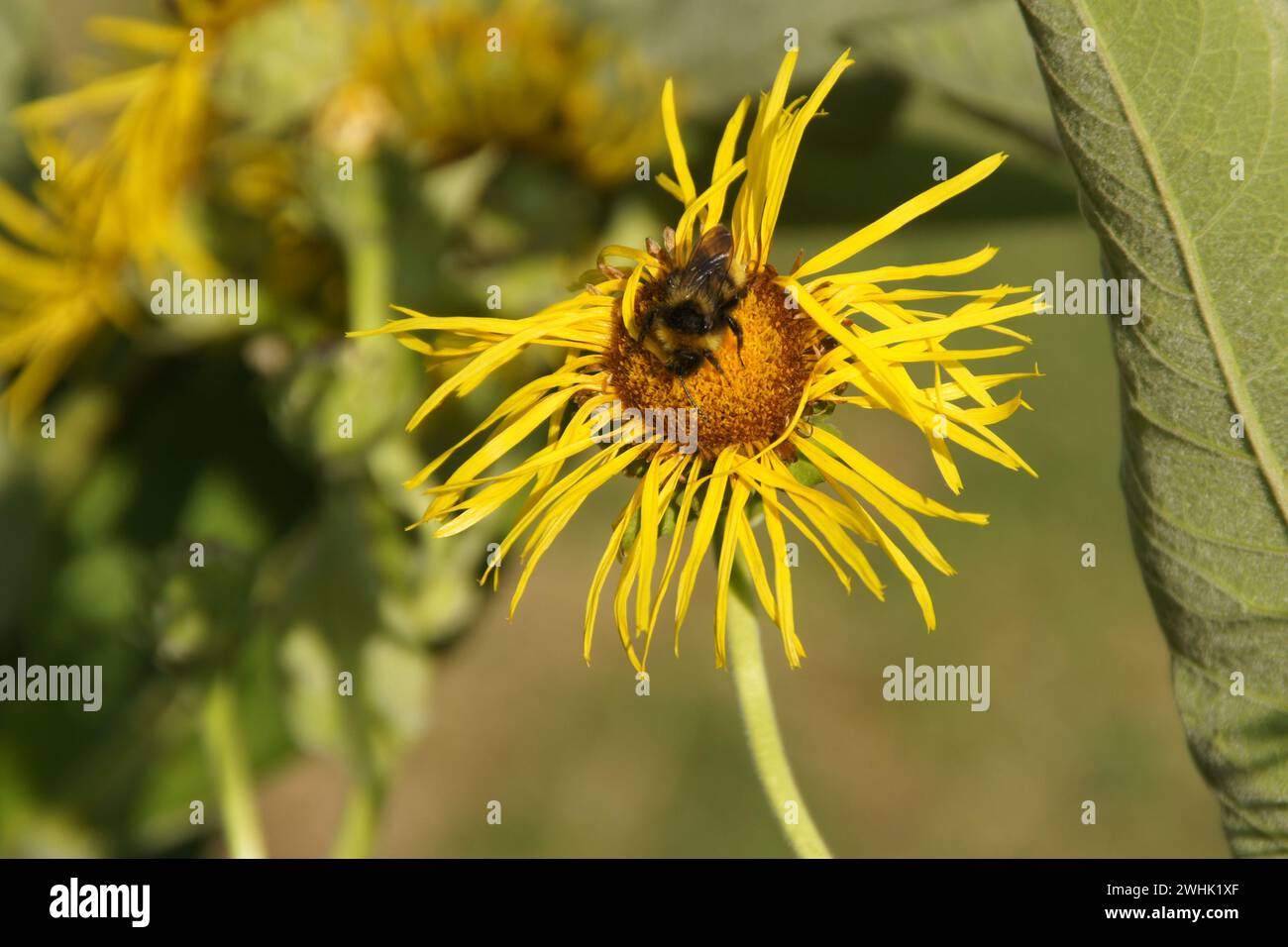 Inula helenium, elecampane, bumblebee Foto Stock