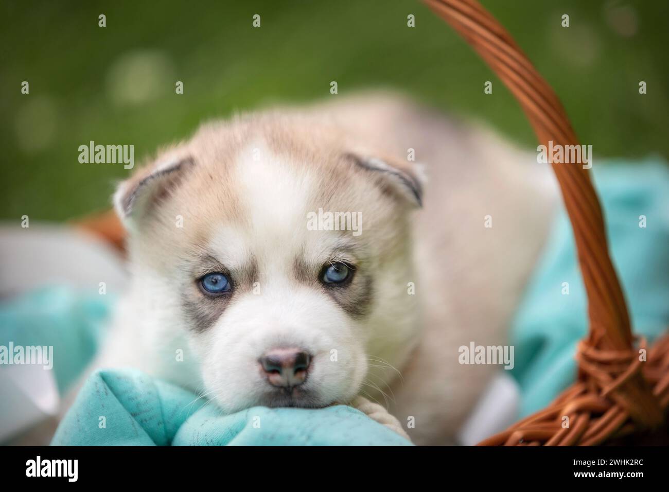 Simpatico cucciolo di husky siberiano con occhi blu nel cestino Foto Stock