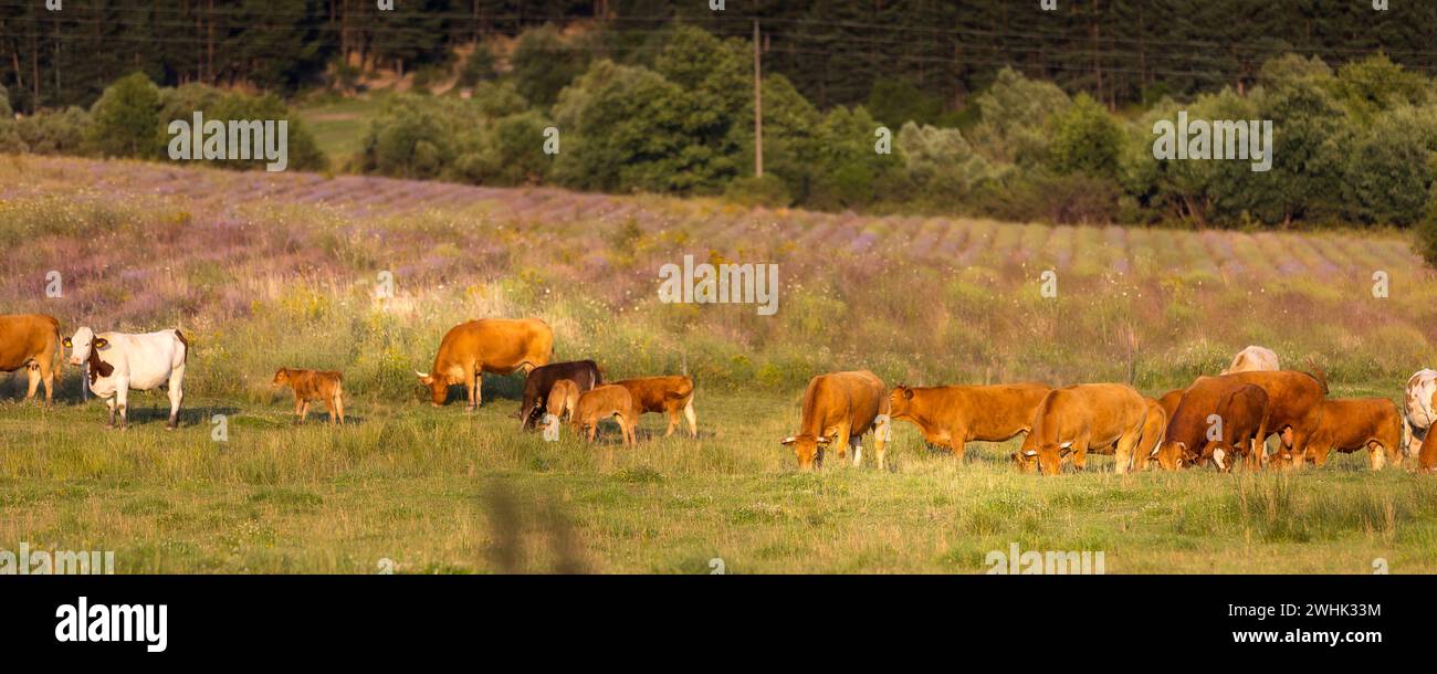 Mandria di mucche al campo verde estivo Foto Stock