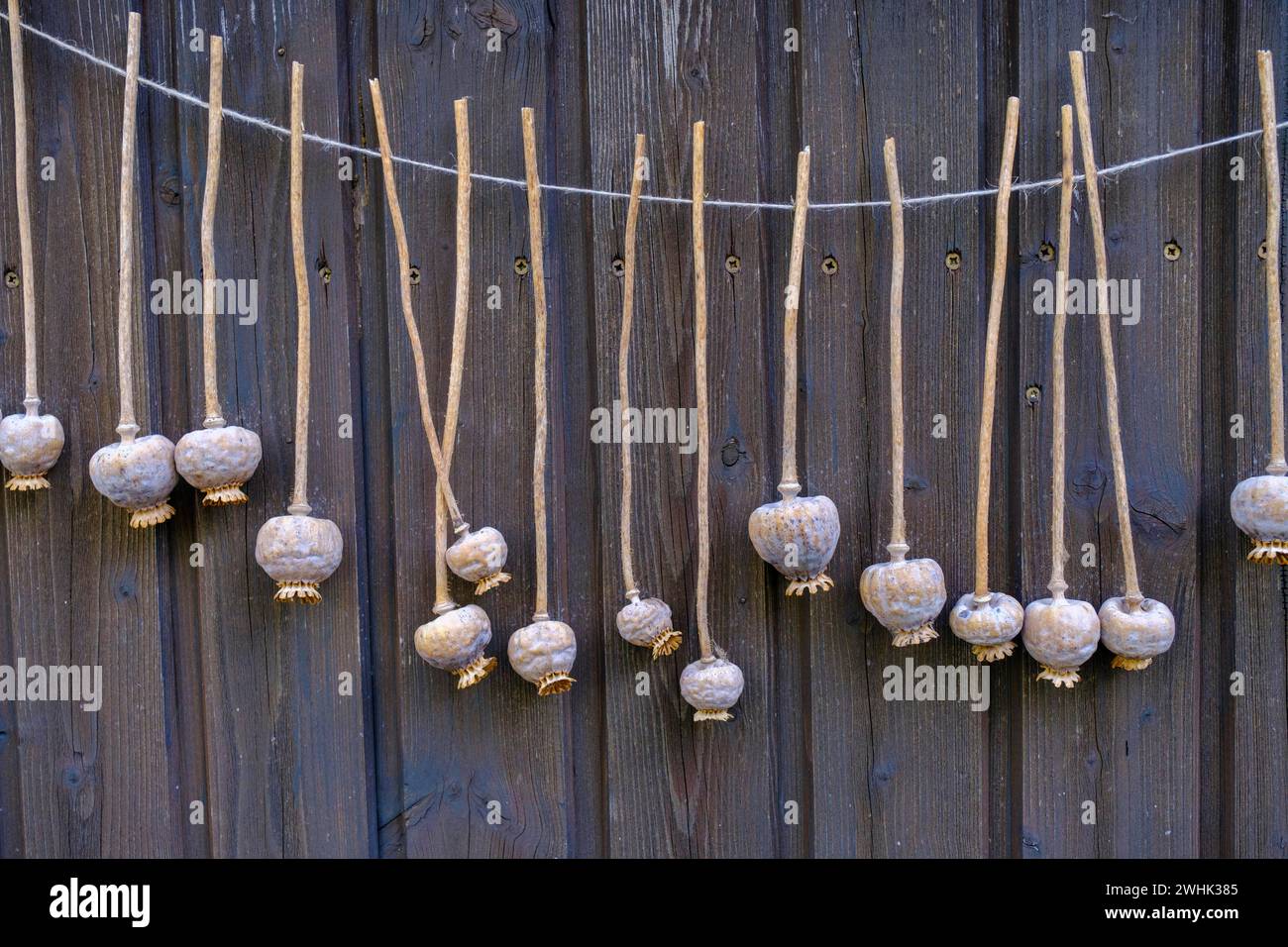 Capsule di papavero per essiccazione, papavero grigio Waldviertler, villaggio di papavero Armschlag, Waldviertel, bassa Austria, Austria Foto Stock