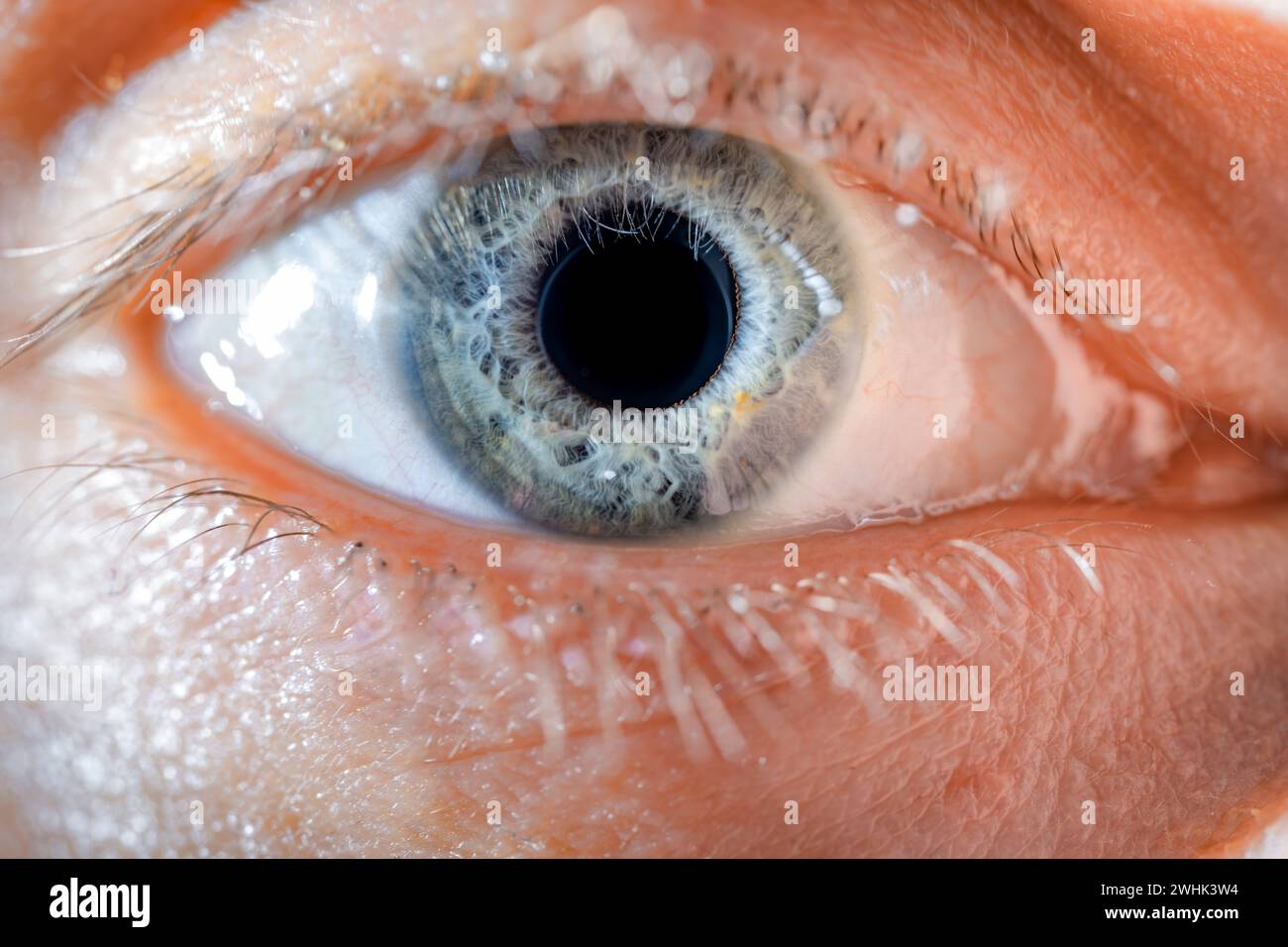Descrizione: Occhio di colore blu maschio con Lash lunghi primo piano. Anatomia strutturale. Dettagli macro Human Iris. Foto Stock