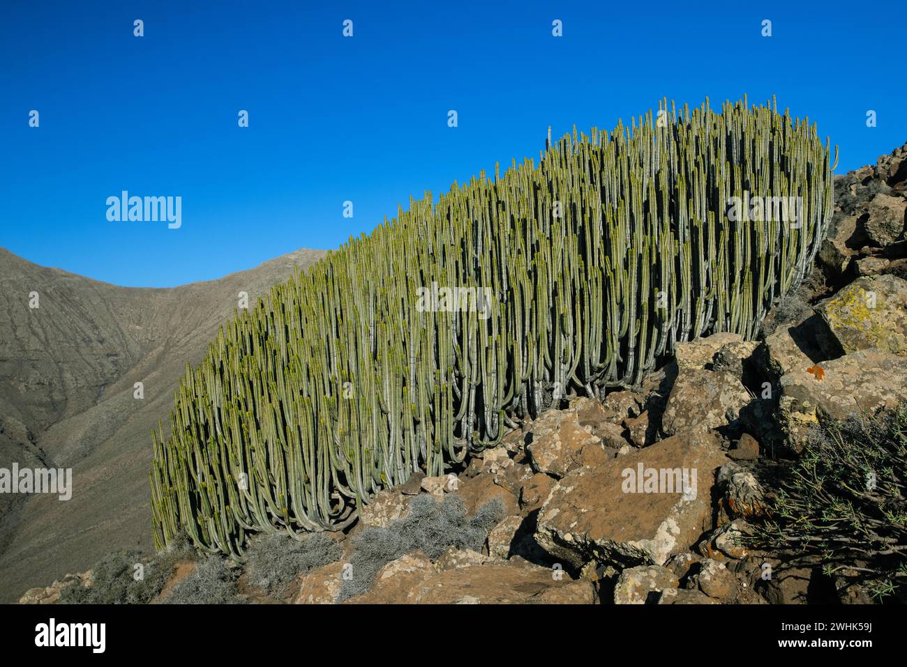 Spurga delle isole Canarie, Euphorbia canariensis, Pico de la Zarza, Jandia, Fuerteventura Foto Stock