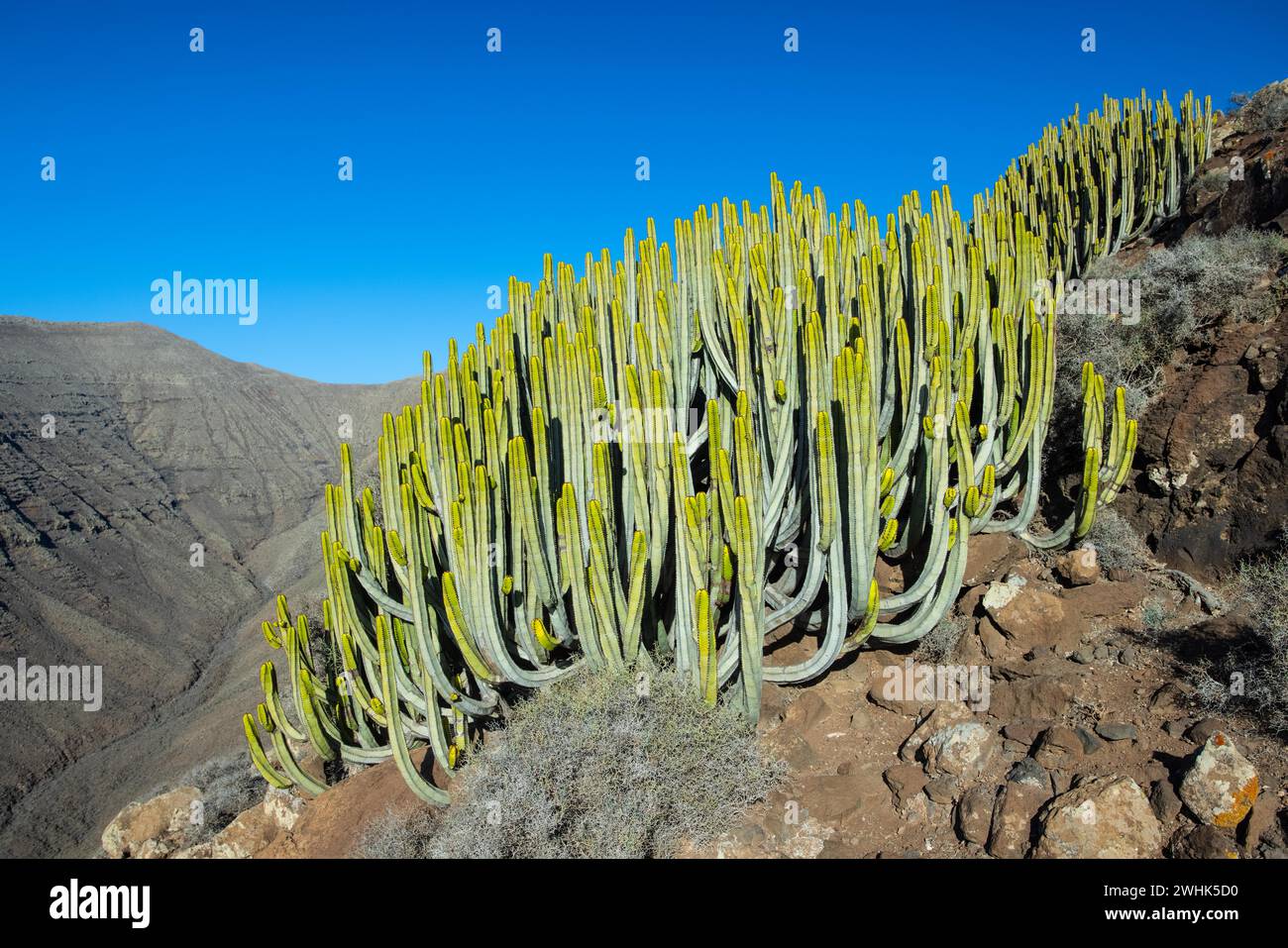 Spurga delle isole Canarie, Euphorbia canariensis, Pico de la Zarza, Jandia, Fuerteventura Foto Stock