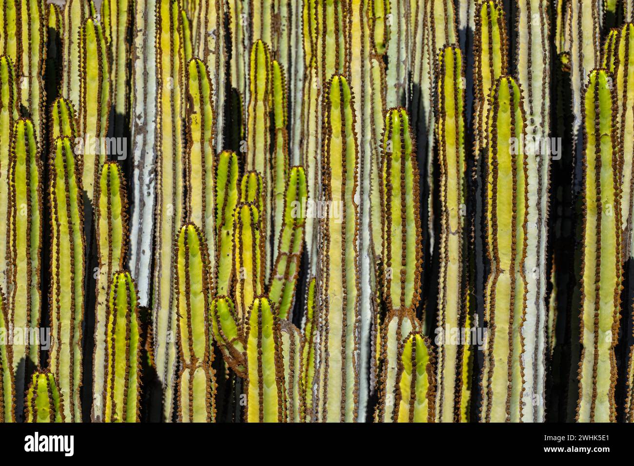 Spurga delle Canarie, Euphorbia canariensis, vicino a Jandia Foto Stock