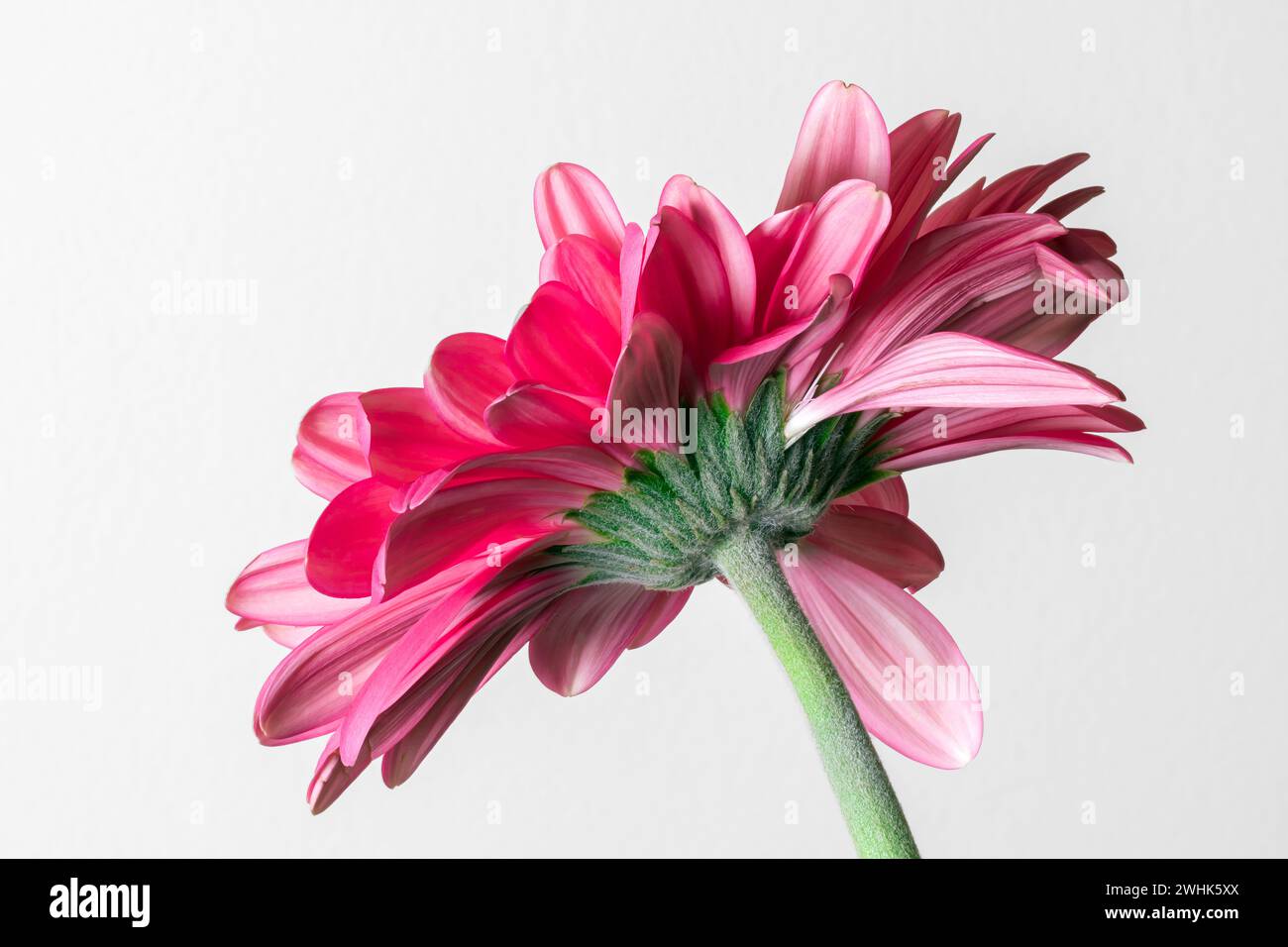 Primo piano su daisy Gerbera Foto Stock